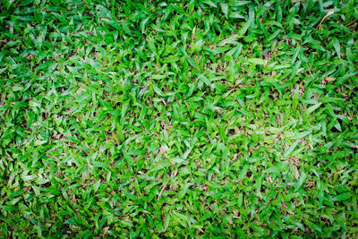 Full frame shot of fresh green field