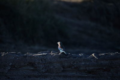 Close-up of bird perching on rock