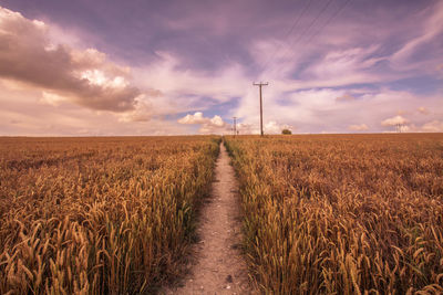 Narrow pathway along landscape