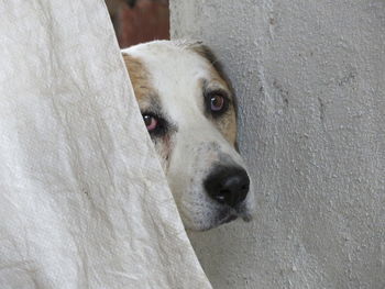 Close-up portrait of a dog