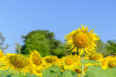 Close-up of yellow sunflower against clear sky