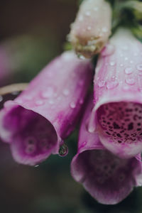 Macro shot of rain drops of a foxglove, digitalis purpurea, purple downward facing flowers.