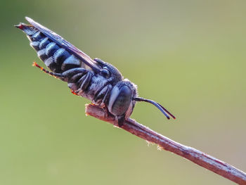 Close-up of bird perching on twig