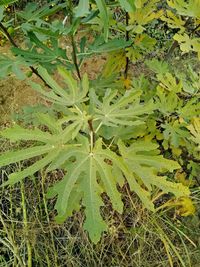 Close-up of plants