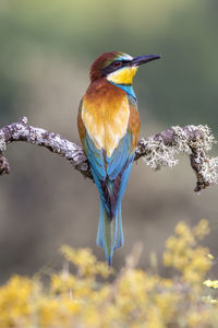 Close-up of bird perching on branch