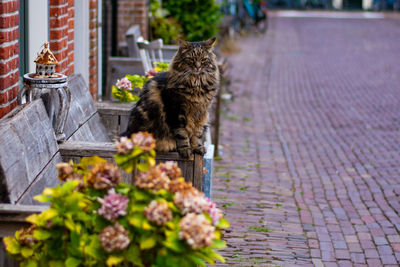 Cat sitting on footpath