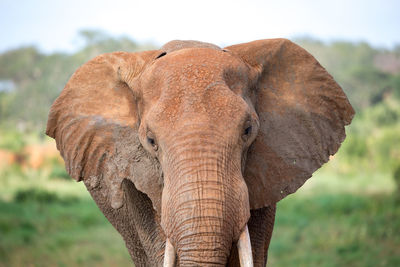 The face of a red elephant taken up close