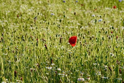 Close-up of poppy on field