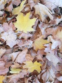 Full frame shot of yellow autumn leaves