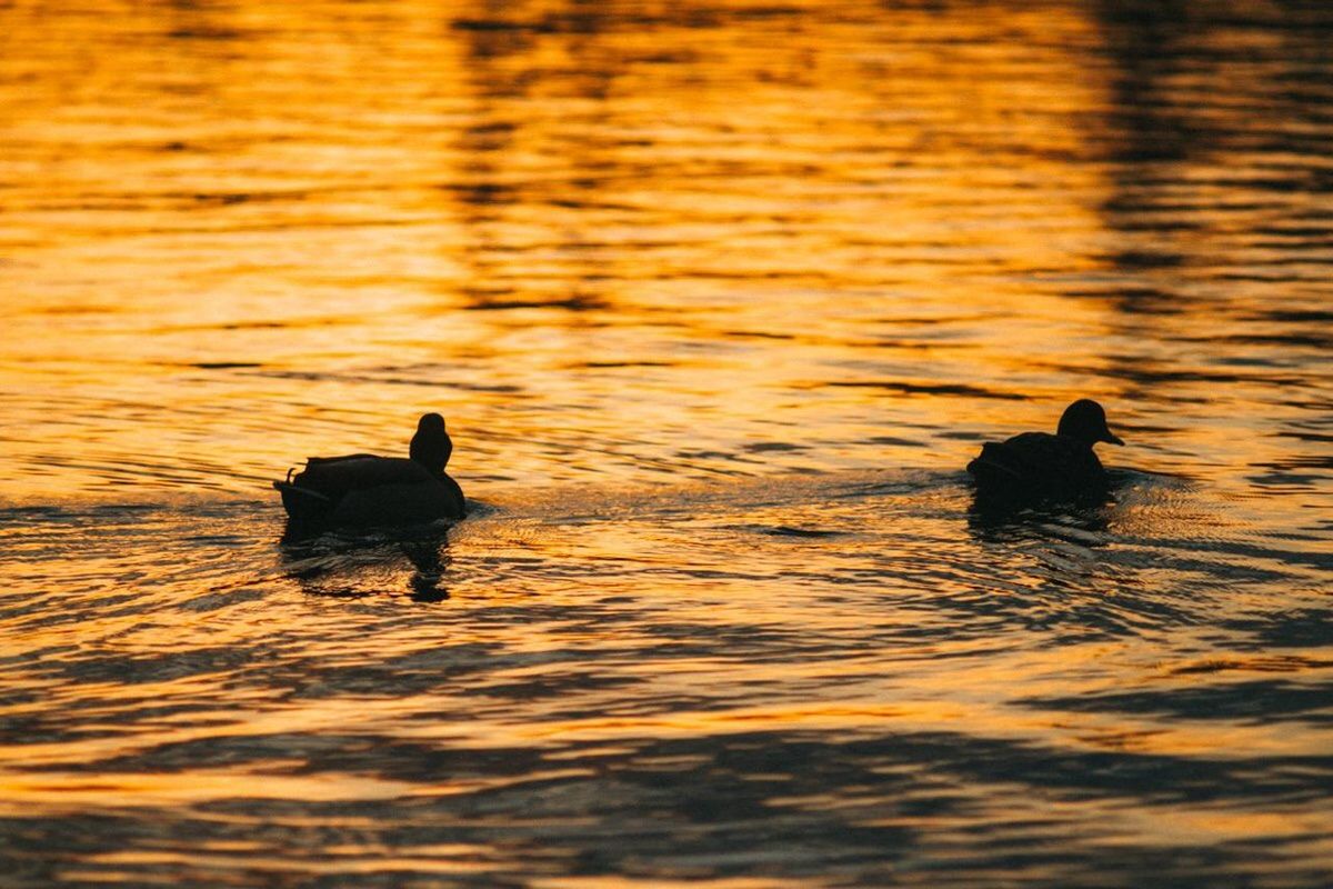 water, silhouette, animal themes, waterfront, rippled, lake, sunset, reflection, swimming, nature, one animal, togetherness, two animals, duck, dog, black color, outdoors, tranquility, beauty in nature, bird