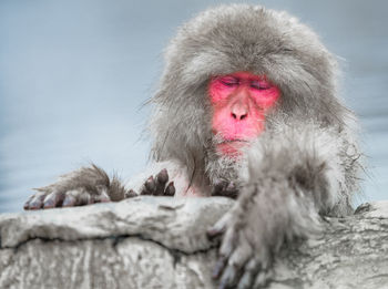 Japanese macaque on tree trunk