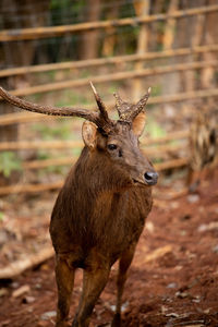 Deer standing on field