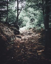 Trees in forest