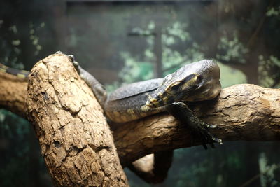 Close-up of lizard on tree