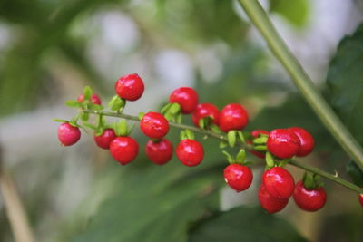 Close-up of red berries growing on plant