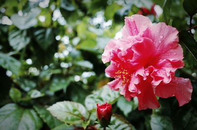 Close-up of pink flowers