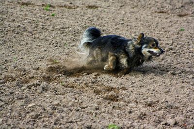 High angle view of dog on field