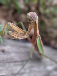 Close-up of insect on leaf