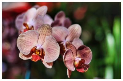 Close-up of flowers against blurred background