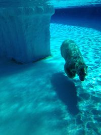 Turtle swimming in sea