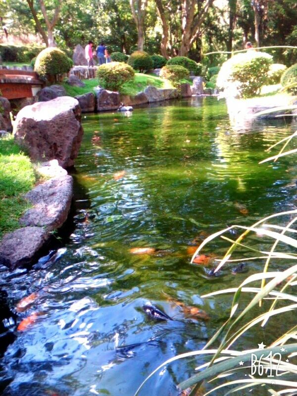 water, rock - object, tree, nature, plant, green color, growth, tranquility, reflection, beauty in nature, river, waterfront, pond, day, outdoors, stream, sunlight, high angle view, tranquil scene, flowing water