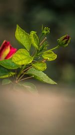 Close-up of green leaves