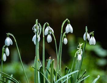 Close-up of white flowering plants on field