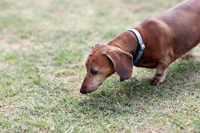 Dog running on field