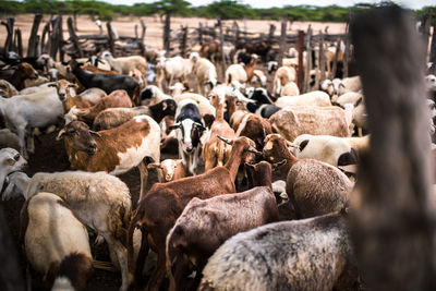 View of sheep in pen