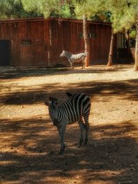 View of zebra in zoo