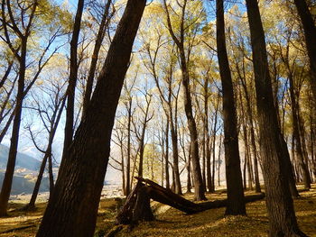 Trees in forest against sky