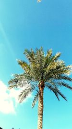 Low angle view of palm tree against clear blue sky