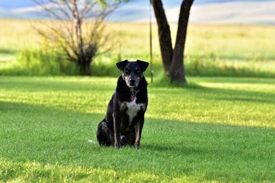 Dog running on field