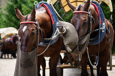 Horse harness with cart in mountain forest. harnessed horses eat food from bags