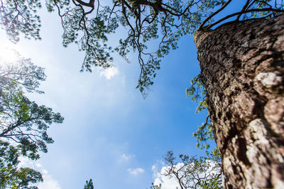 Low angle view of trees against sky