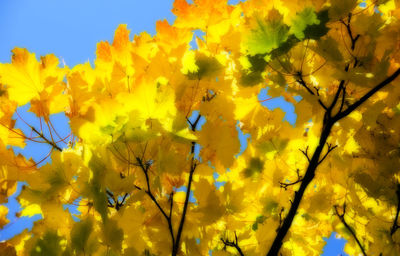 Low angle view of yellow flowering plants against sky