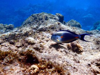 Fish swimming in sea