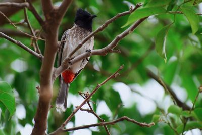 Low angle view of bird perching on tree