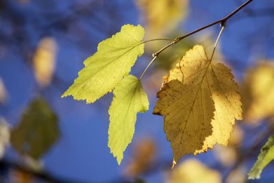 Close-up of yellow maple leaves against sky