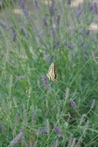 Close-up of butterfly on purple flowering plant