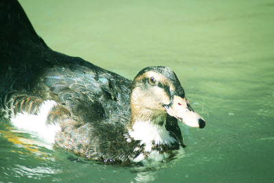 Close-up of duck swimming in lake