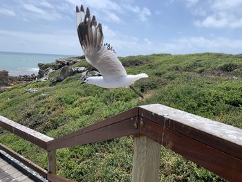 Seagull flying over sea against sky