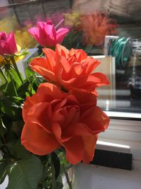 Close-up of flowers blooming outdoors