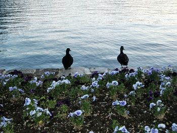 Birds perching on swans