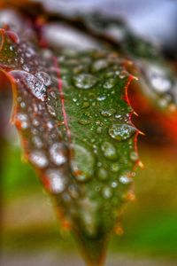 Close-up of raindrops on leaf