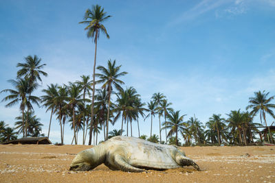 Animal on sand against coconut palm tree