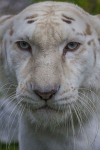 Close-up of white  lioness