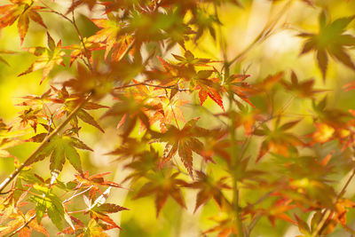 Close-up of yellow maple leaves on plant