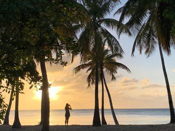 Scenic view of palm trees at beach during sunset