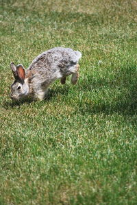 Portrait of a rabbit on field